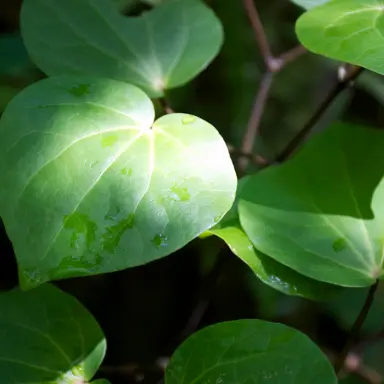 Kawakawa