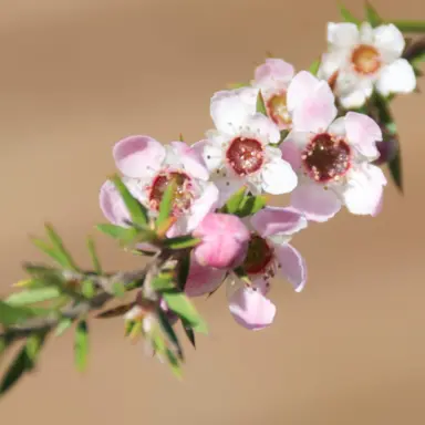 Manuka Pflanze