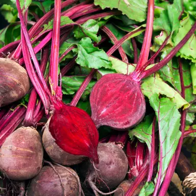 Rote Bete