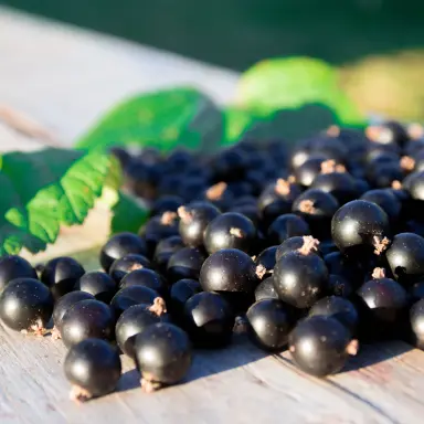Schwarze Johannisbeere
